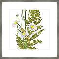 Set Of Chamomile Daisy Bouquets White #1 Framed Print