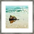 Shore Dweller Framed Print