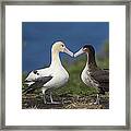 Short-tailed Albatross Courting #1 Framed Print