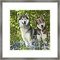 Siberian Huskies #1 Framed Print