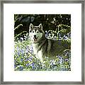 Siberian Husky In Bluebells #1 Framed Print