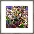 Snow Crabtree Blossoms #2 Framed Print