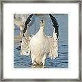 Snow Goose Flapping Skagit River #1 Framed Print