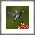 Snowy-bellied Hummingbird #1 Framed Print