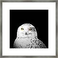Snowy Owl #1 Framed Print