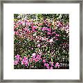 Southern Azaleas #1 Framed Print