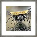 Spiny Orbweaver Spider #1 Framed Print