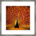 Spread Em Peacock Framed Print