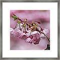 Spring Blossoms #2 Framed Print