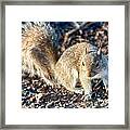 Squirrel Posing For Camera #1 Framed Print
