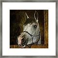 Sundance Kid Framed Print