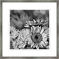 Sunflower Garden #2 Framed Print