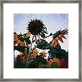 Sunflowers #1 Framed Print