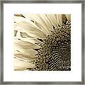 Sunny Bloom Sunflower Framed Print