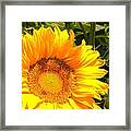 Sunny Sunflower #1 Framed Print