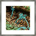 Surface Of Leaf With Fungal Infections #1 Framed Print