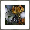 Swallowtail On Turks Cap Framed Print