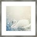 Beautiful Swan Framed Print