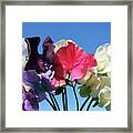 Sweet Peas (lathyrus Odoratus) #1 Framed Print