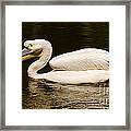 Swimming Pink Pelican #1 Framed Print