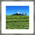 Tea Garden #1 Framed Print