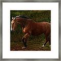 The Bay Horse #1 Framed Print