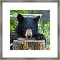 The Cub That Came For Lunch 7 #1 Framed Print