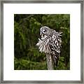 The Great Grey Owl Framed Print
