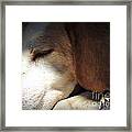 The Old Boy #1 Framed Print