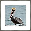 The Pelican Framed Print