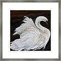 The Swans Of Albury Manor I Framed Print