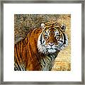 The Tiger #1 Framed Print