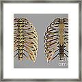 Thoracic Cage #1 Framed Print