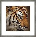 Tiger #1 Framed Print