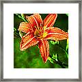 Tiger Lily Print #1 Framed Print