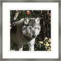 Timber Wolf Teton Valley Idaho #1 Framed Print
