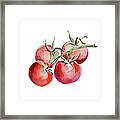 Tomatoes Watercolor Painting #1 Framed Print