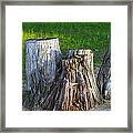 Tree Stump #1 Framed Print