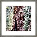 Tree Trunk #1 Framed Print