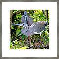 Tricolor Heron Adults In Breeding #1 Framed Print