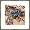 Tube Trapdoor Spider #1 Framed Print