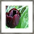 Tulip Queen Of Night #1 Framed Print