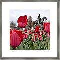 Tulips At Texas Tech University #2 Framed Print