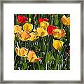 Tulips #1 Framed Print