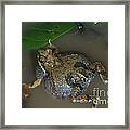 Tungara Frog Vocalizing #1 Framed Print