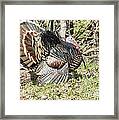 Turkey Tom #1 Framed Print