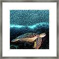 Turtle And Sardines #1 Framed Print