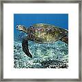 Turtle Time #1 Framed Print