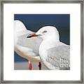 Two Boardwalk Gulls #1 Framed Print