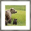 Usa, Alaska, Lake Clark National Park #1 Framed Print